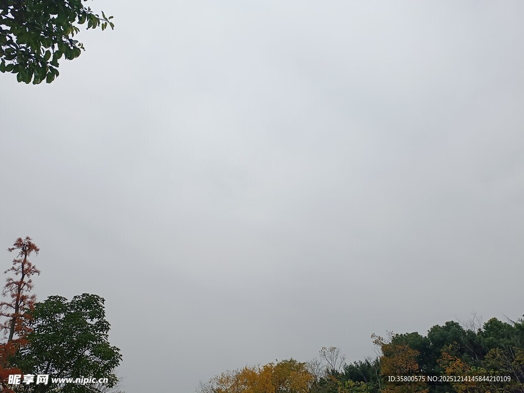 阴天树林与通信塔景观