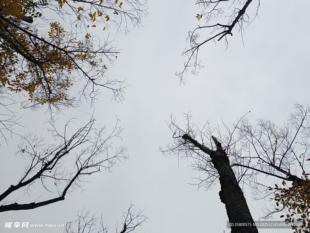 仰观冬日枯树枝桠