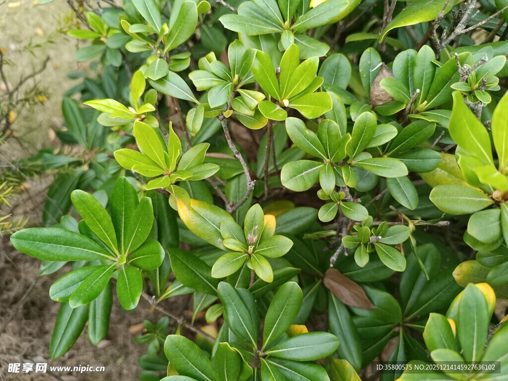 翠绿繁茂的灌木植物