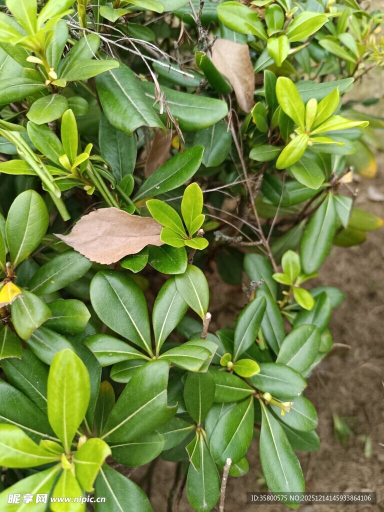 绿叶繁茂的灌木丛