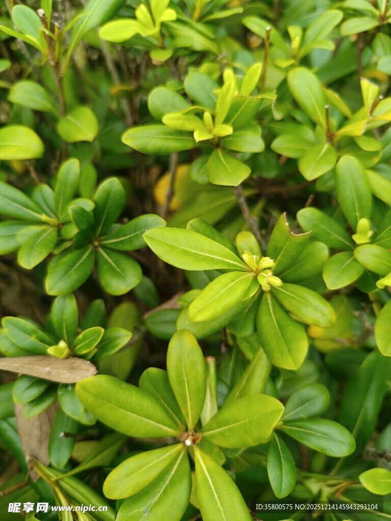 翠绿繁茂的多肉植物叶片