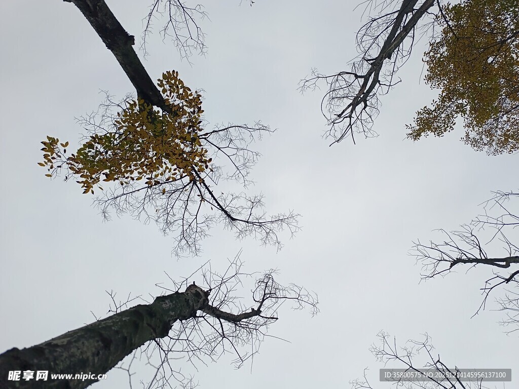仰视秋日树林树梢景象