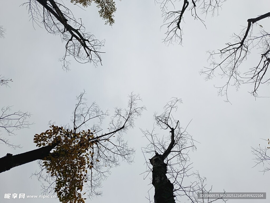 仰观枯树与灰白天空