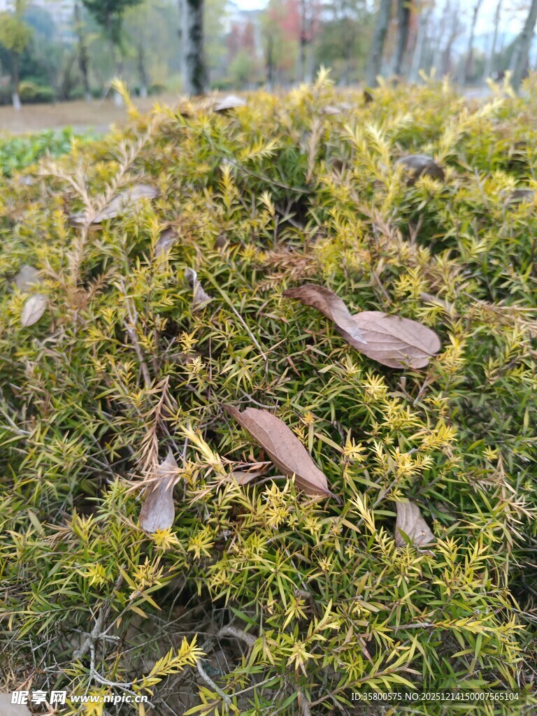 地面绿植与枯叶景象