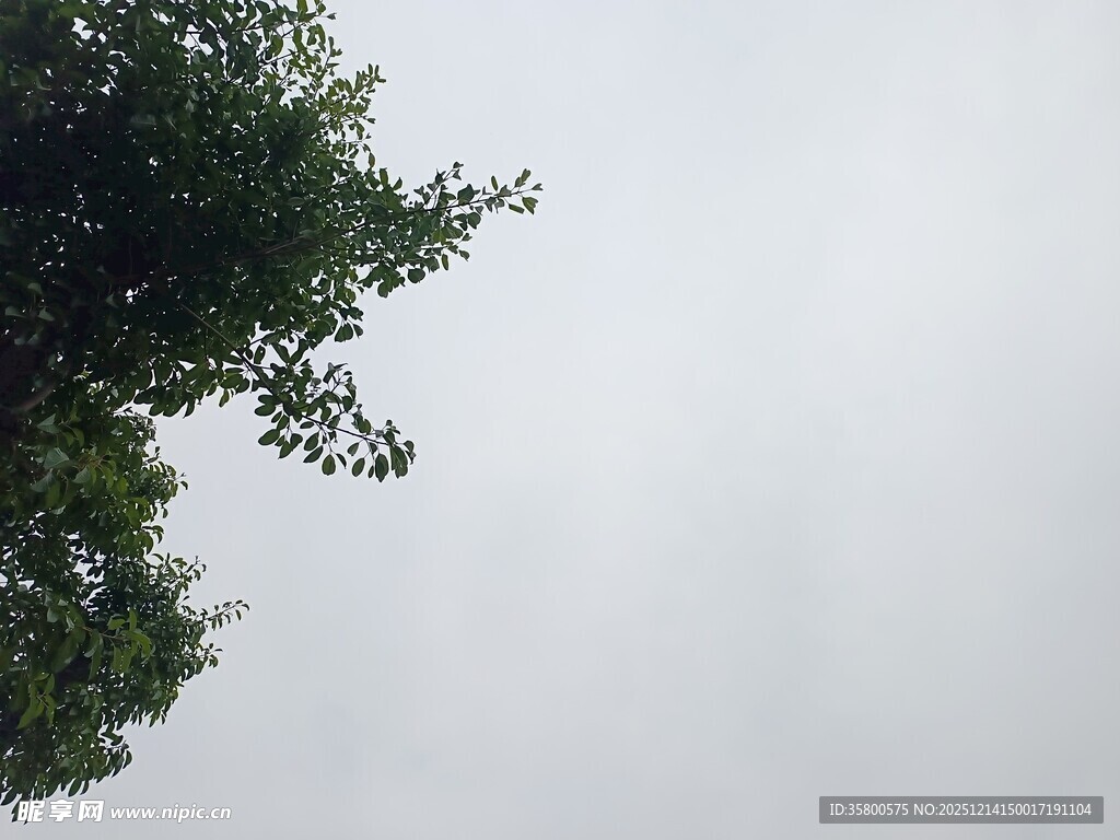 树梢之上的灰白天空