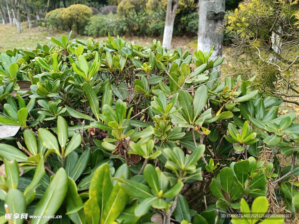 绿叶繁茂的植物景观