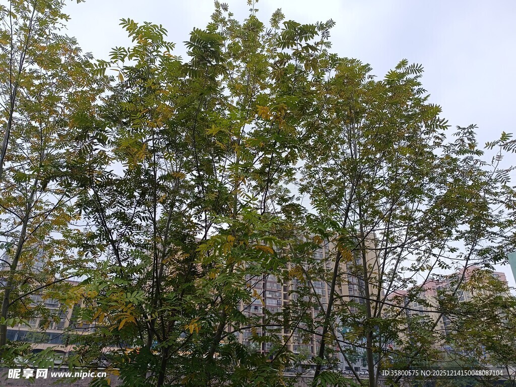 秋日繁茂树木景观