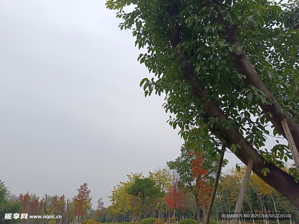 秋日倾斜树木景观