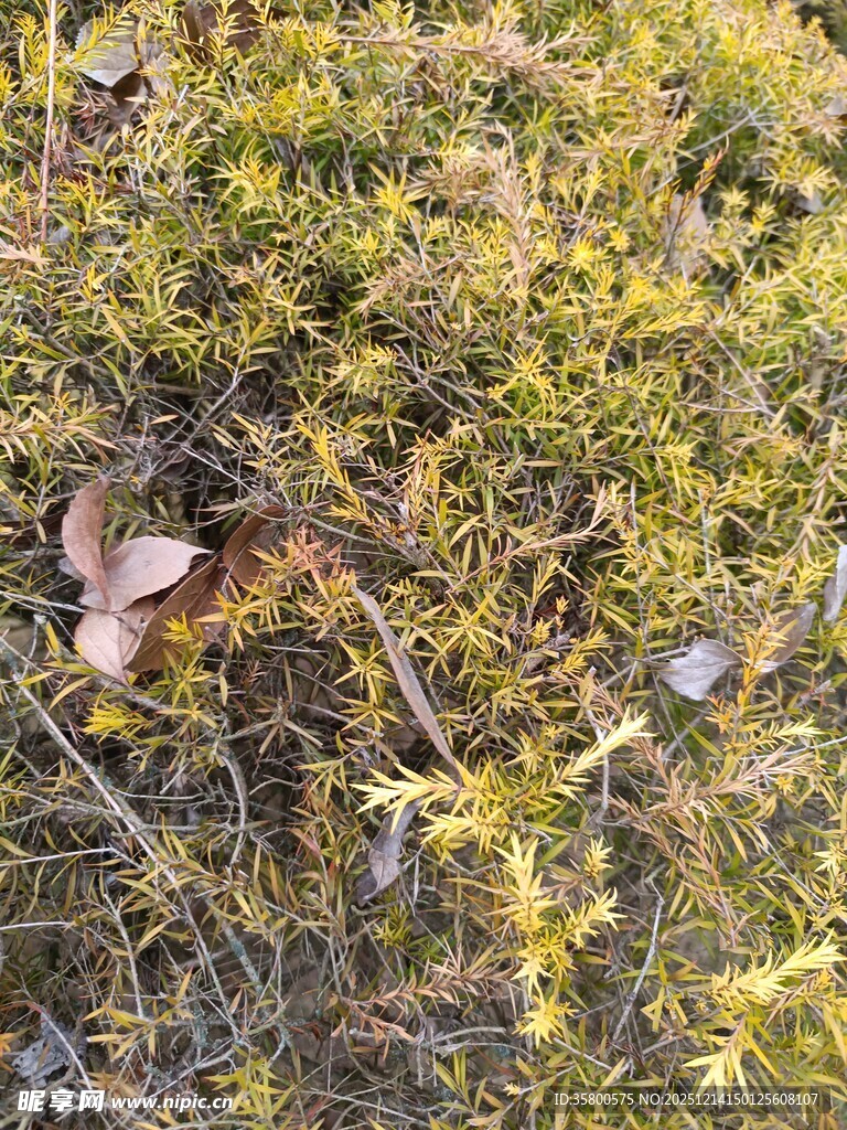 地面上的枯黄杂草与落叶