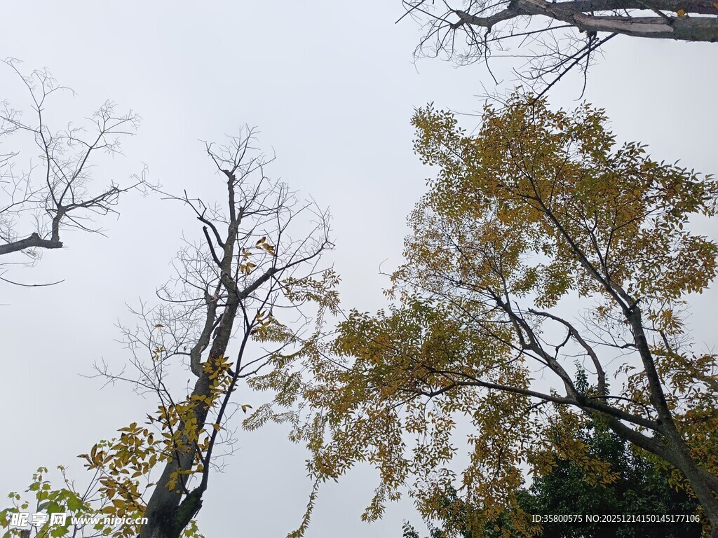 秋日枯荣交织的树木