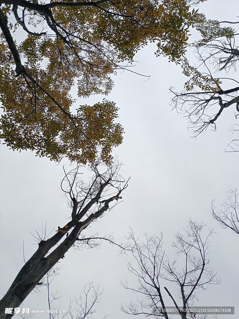 仰视光秃树枝与黄叶