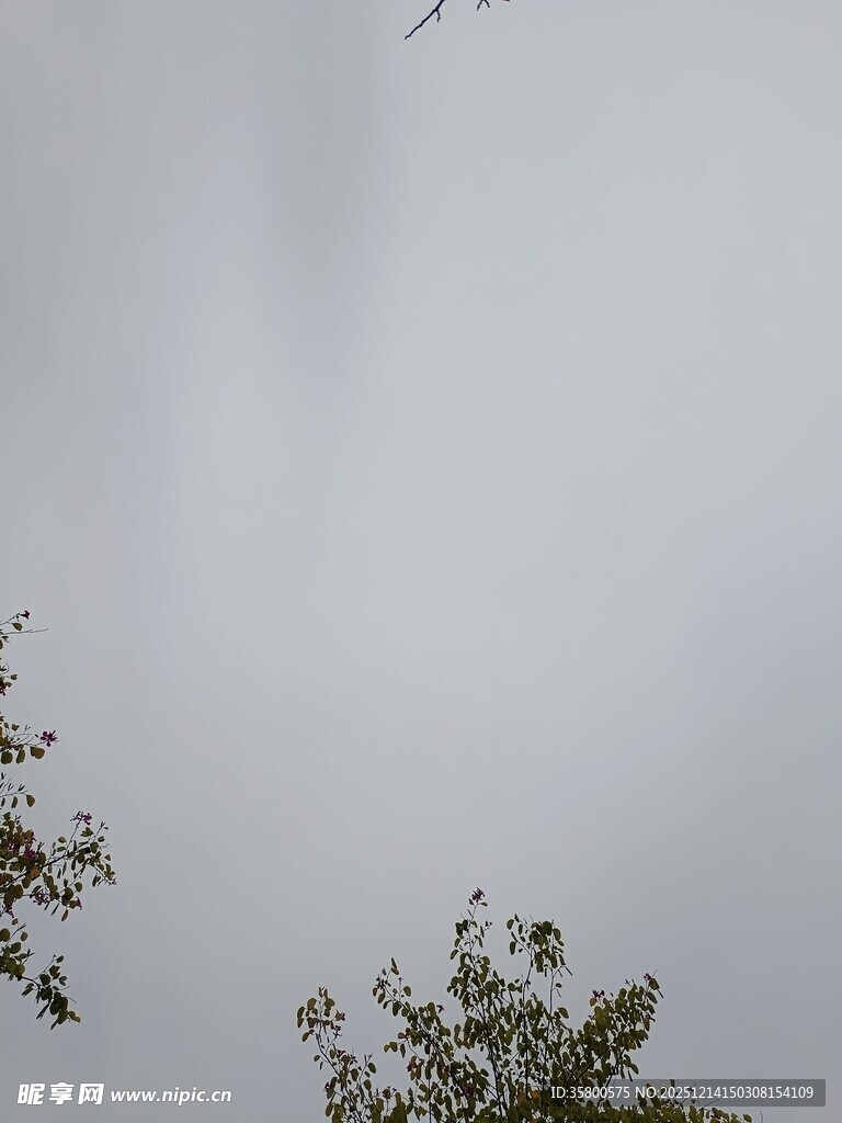 天空中飞鸟与树梢景象