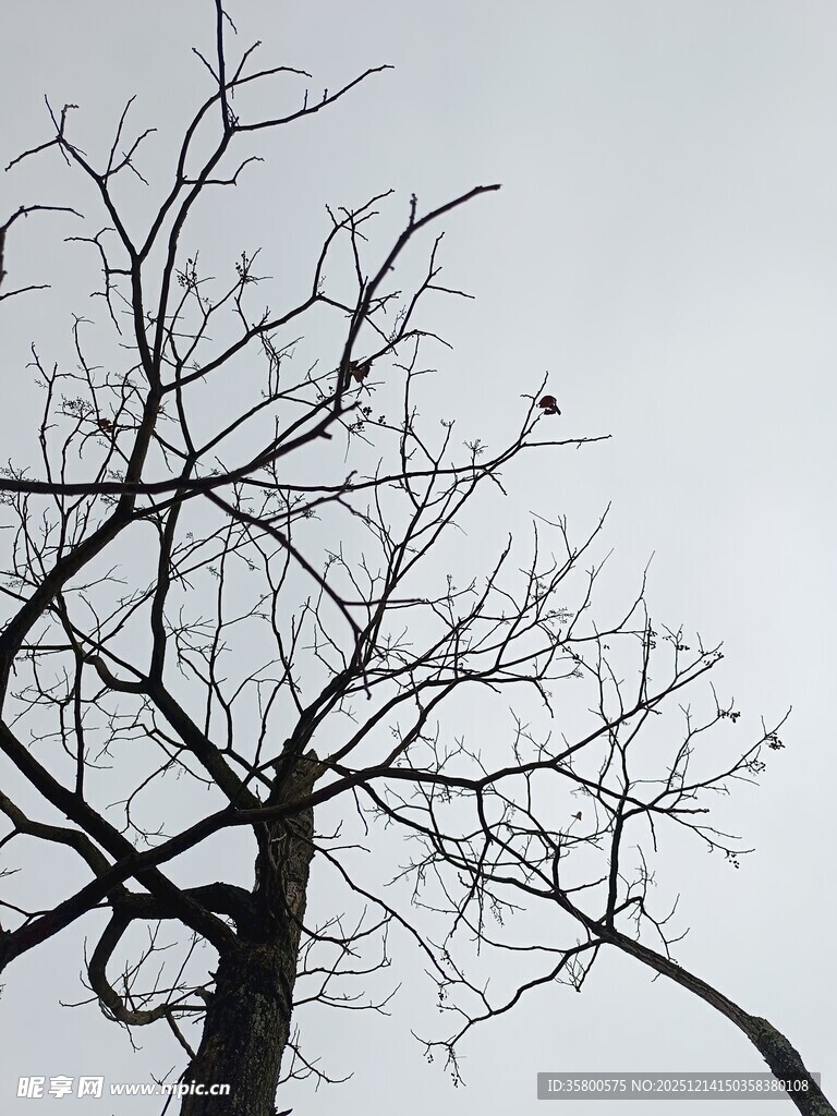 冬日枯树