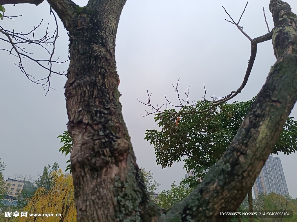 冬日枯树与绿叶景象