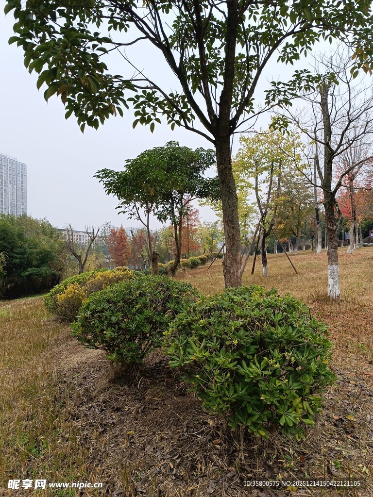 公园中的绿植景观