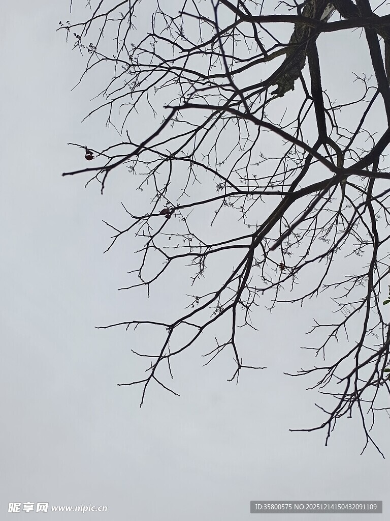 冬日枯树枝干景象