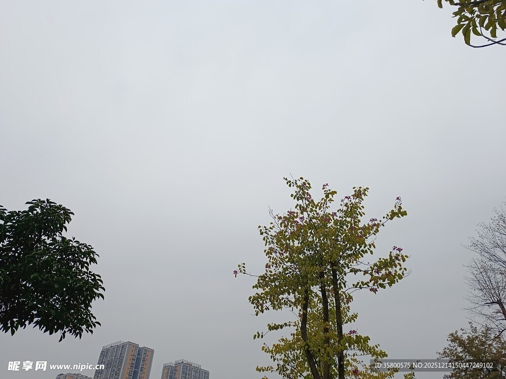 阴天城市中的树木景观