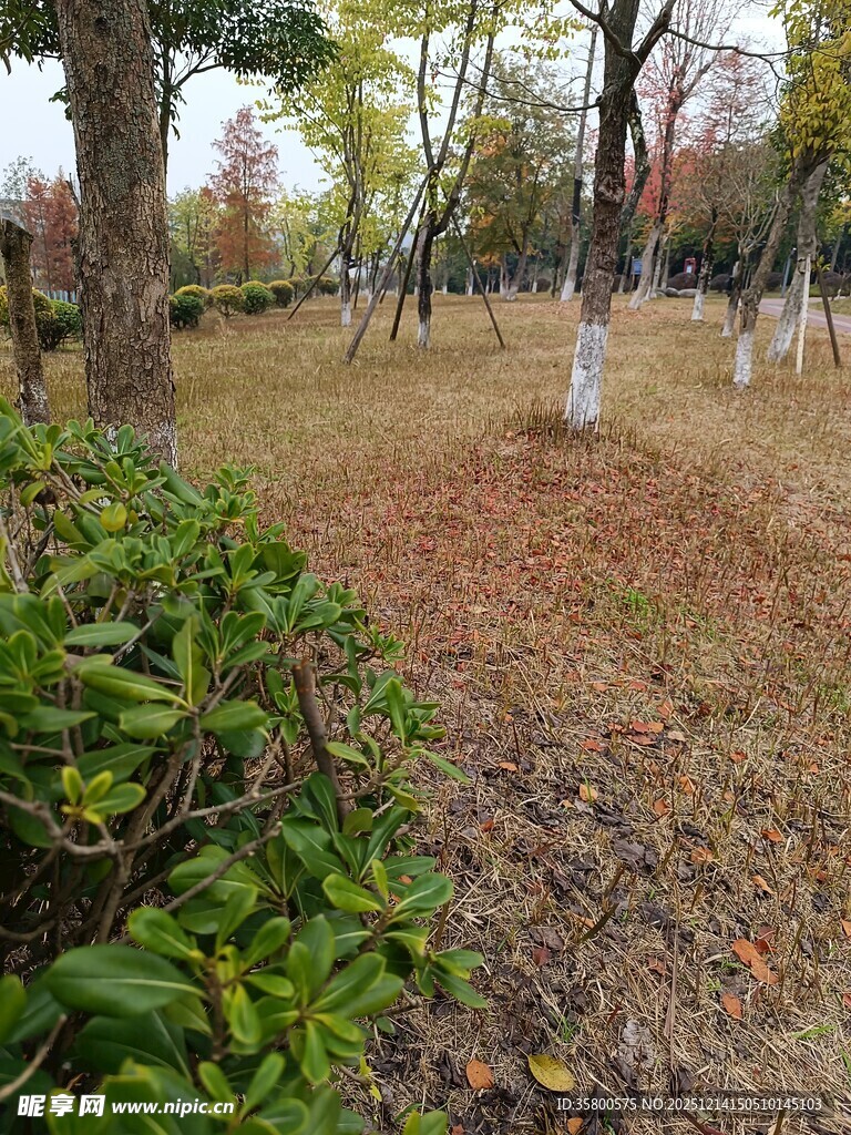 秋日公园树林与绿植景观