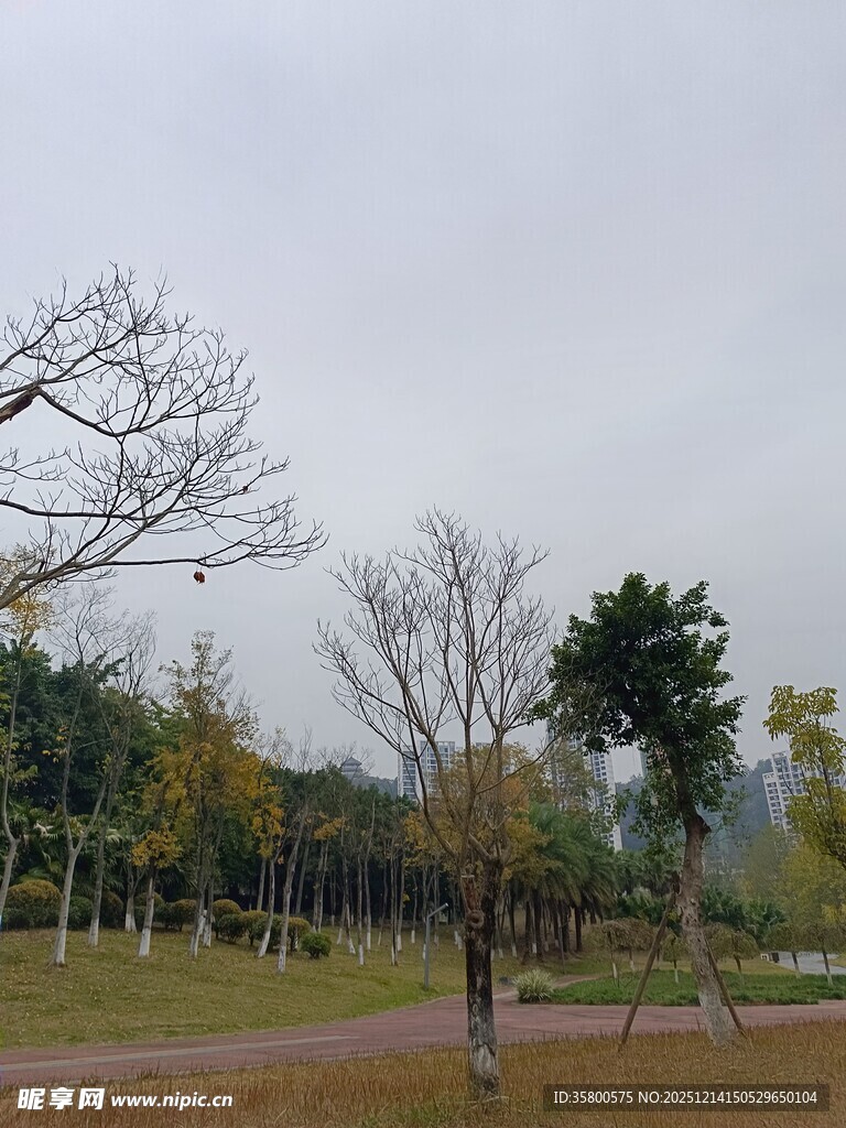 秋日公园萧瑟树木景观