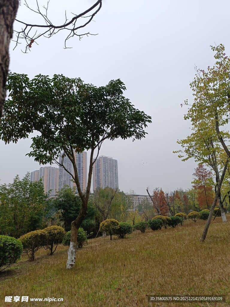 城市中的静谧绿植景观