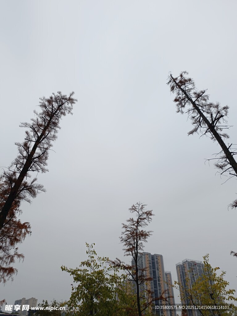 城市中挺拔的树木景观