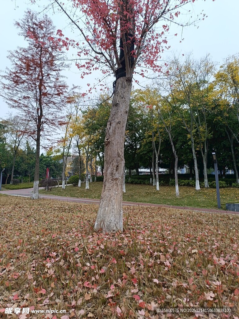 秋日公园落叶与树木景观