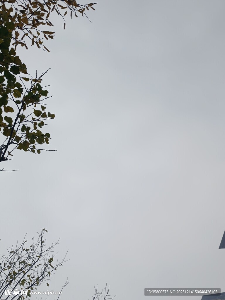 天空下的树梢景象