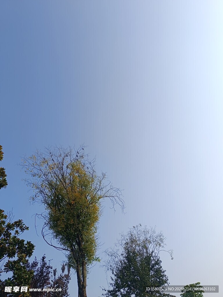 蓝天映衬下的挺拔树木