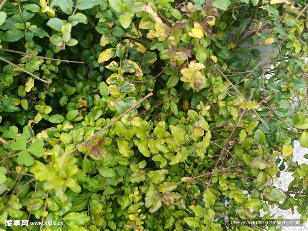 绿叶繁茂的植物景象