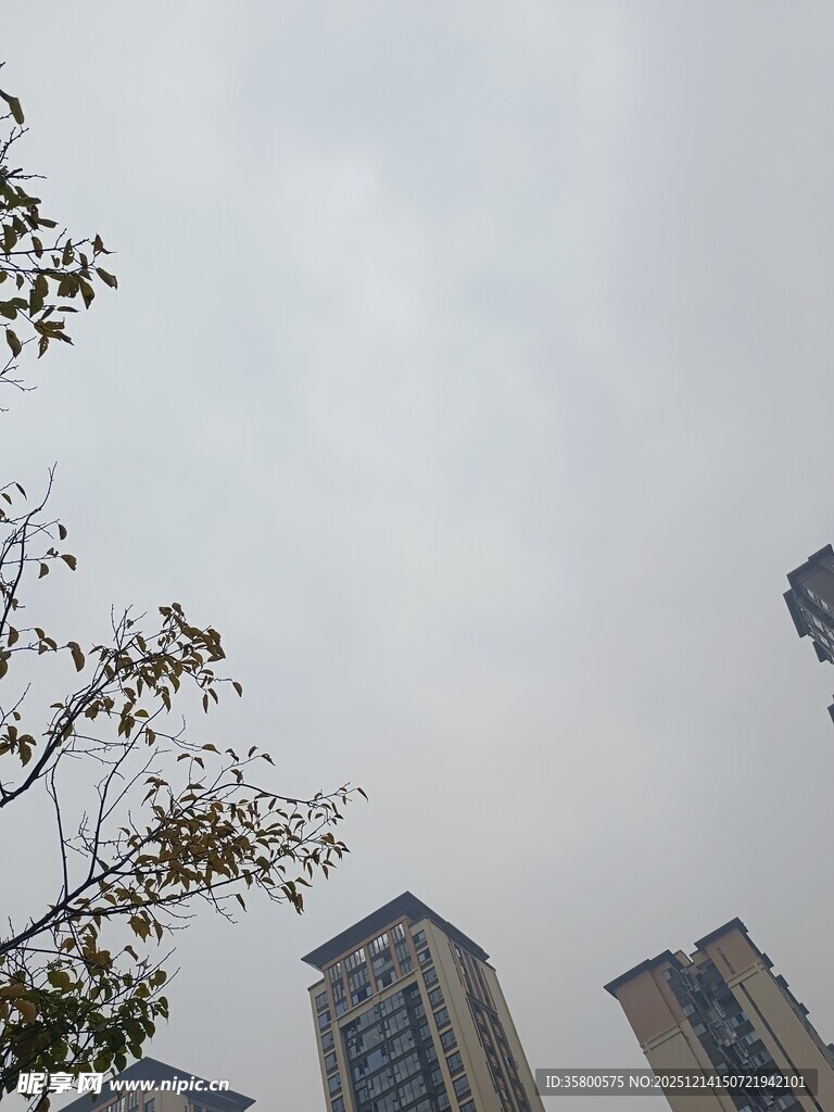 城市高楼与树梢景象