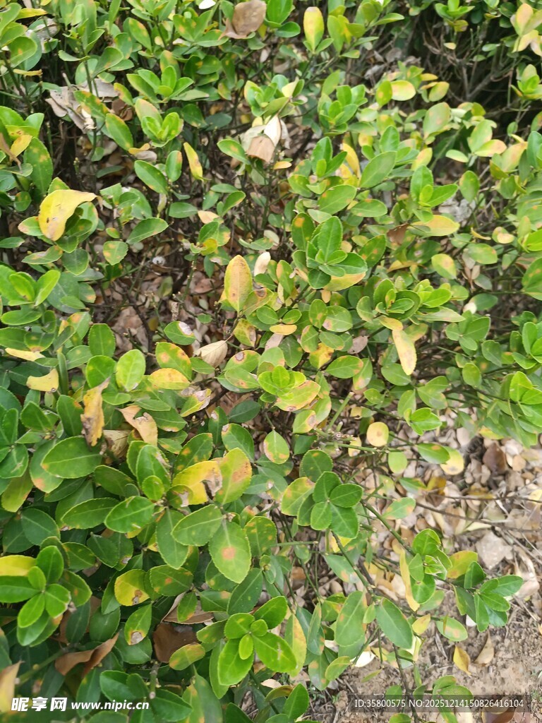 绿叶繁茂的植物景观