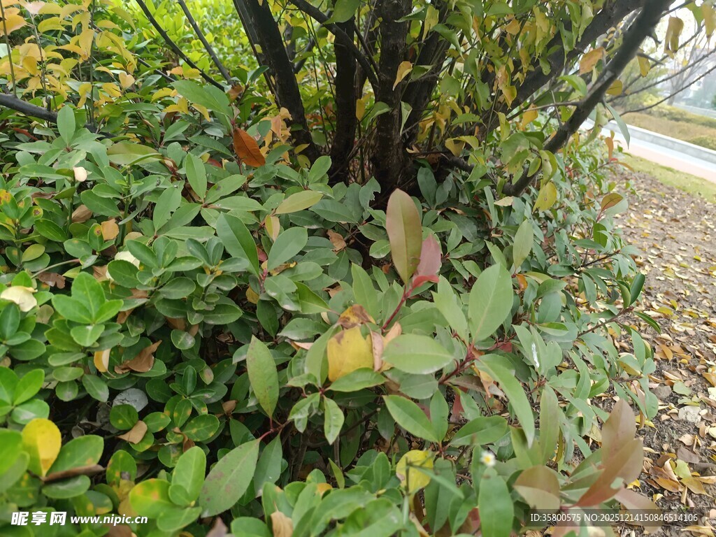 绿叶间的多彩植物景观