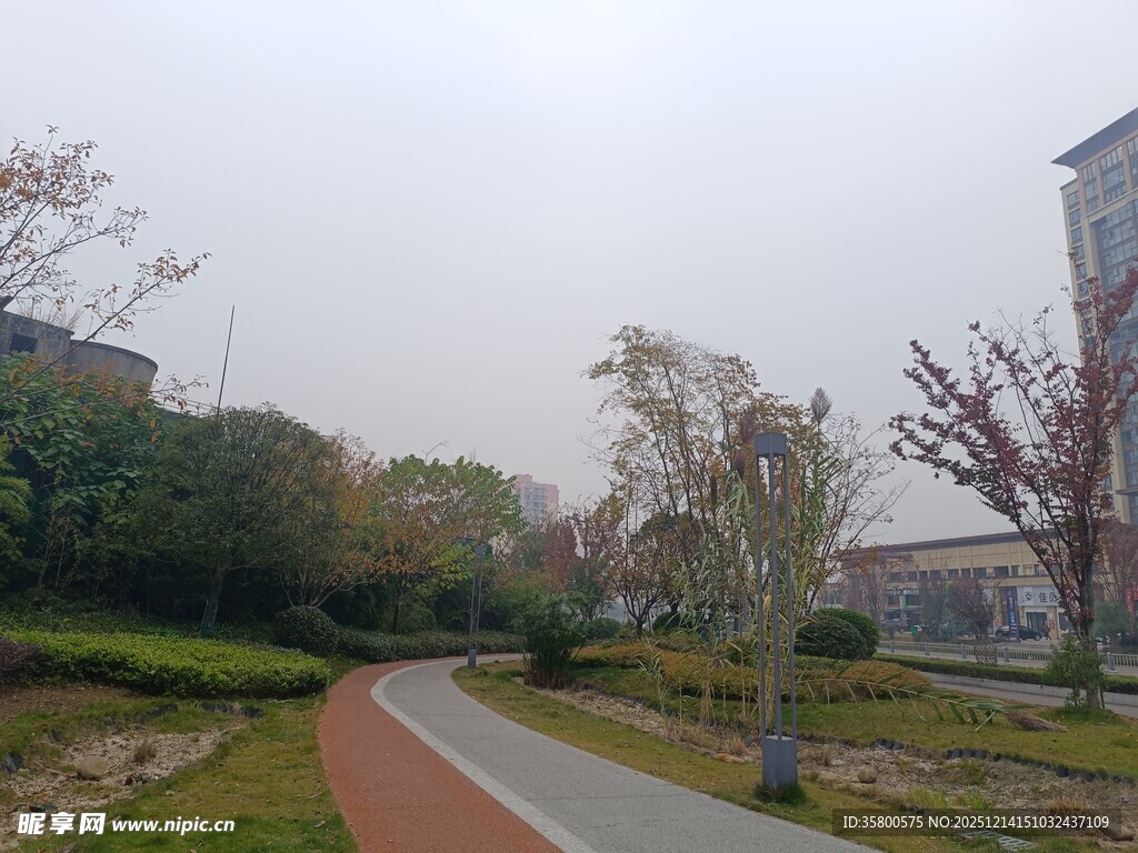 城市中的宁静林荫小道