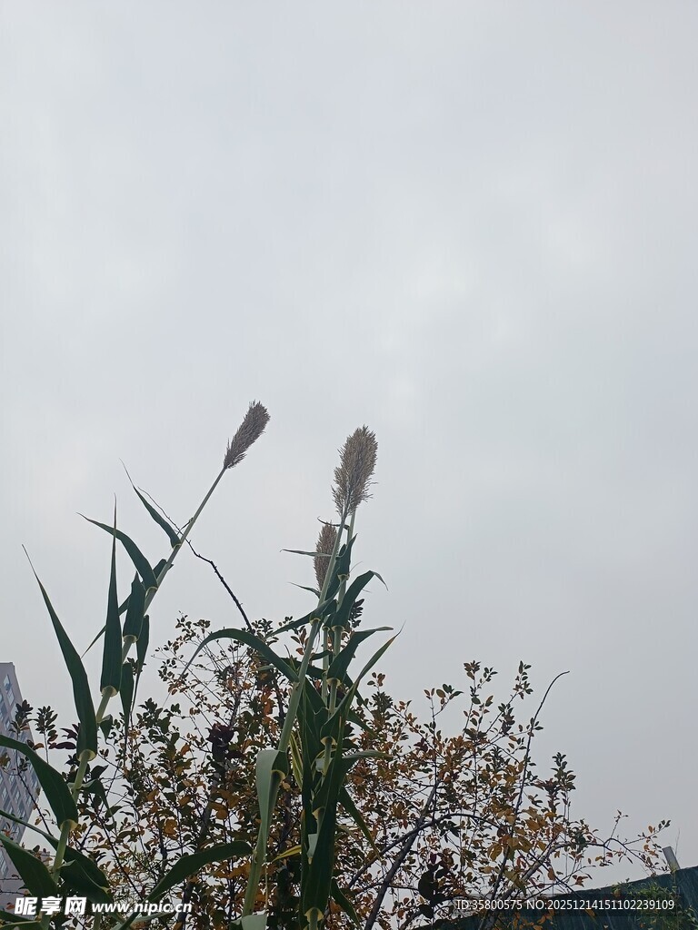 天空下的植物与飞鸟