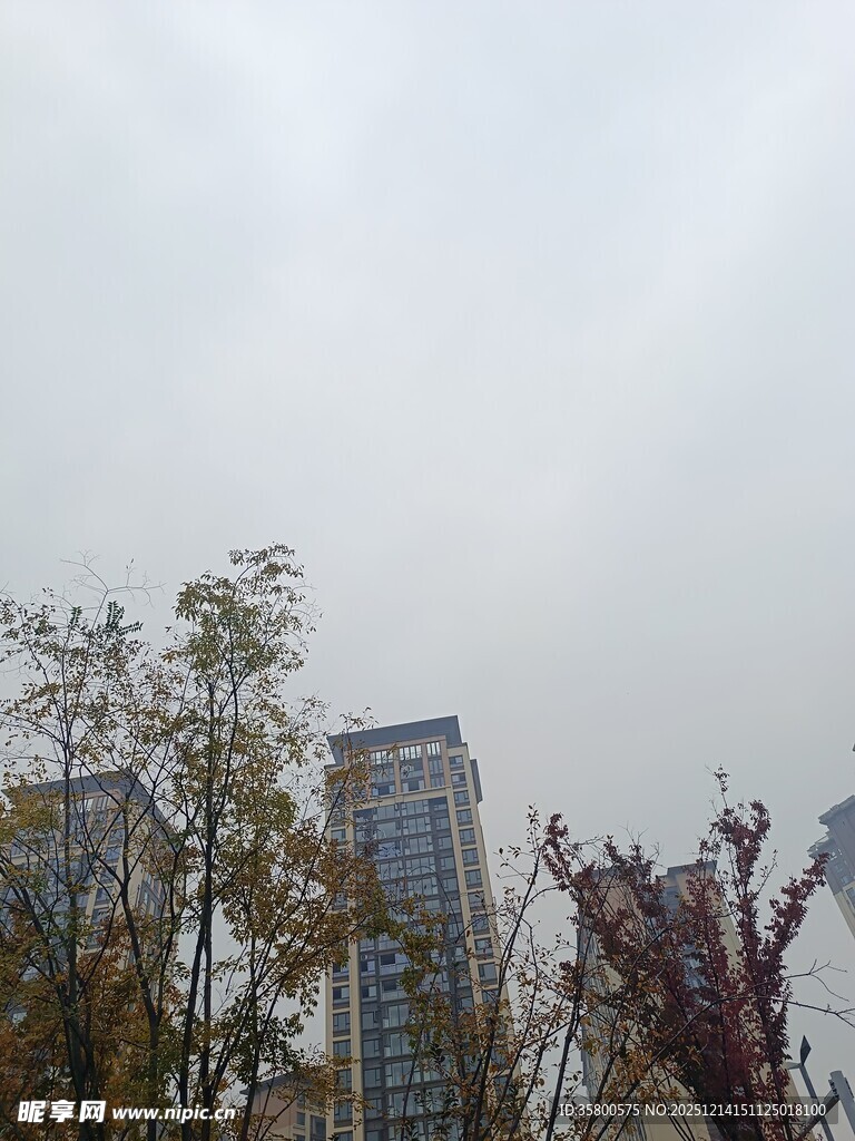 城市楼宇与树木景观