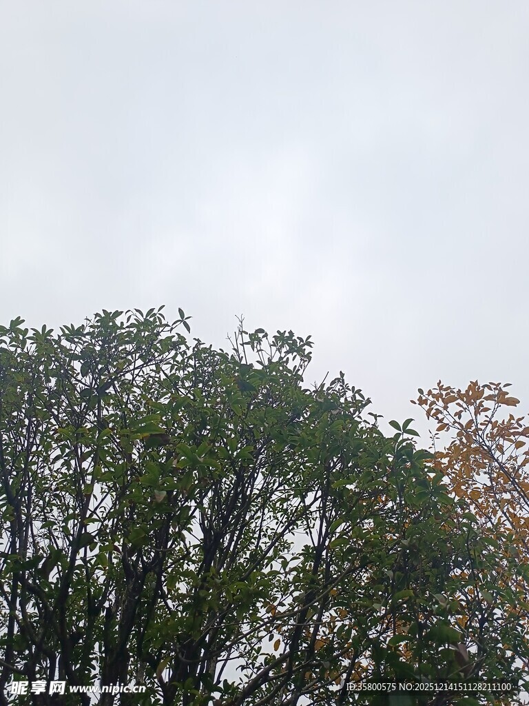 树梢上的朦胧天空