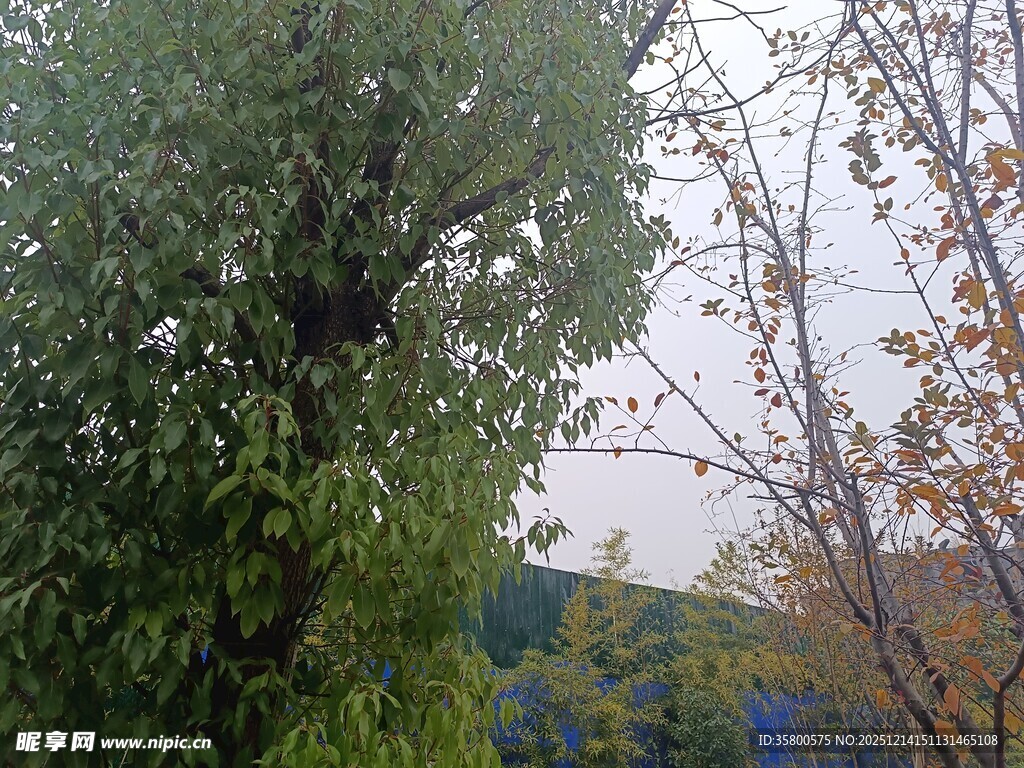 户外绿树与多彩景致