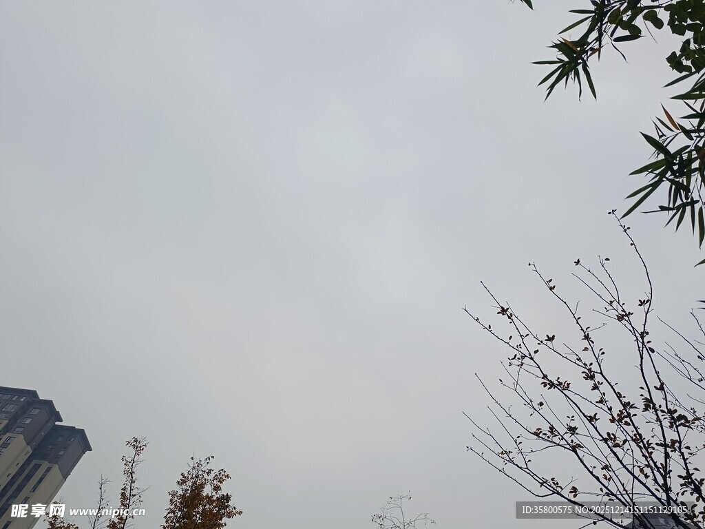 城市上空的树木与天空