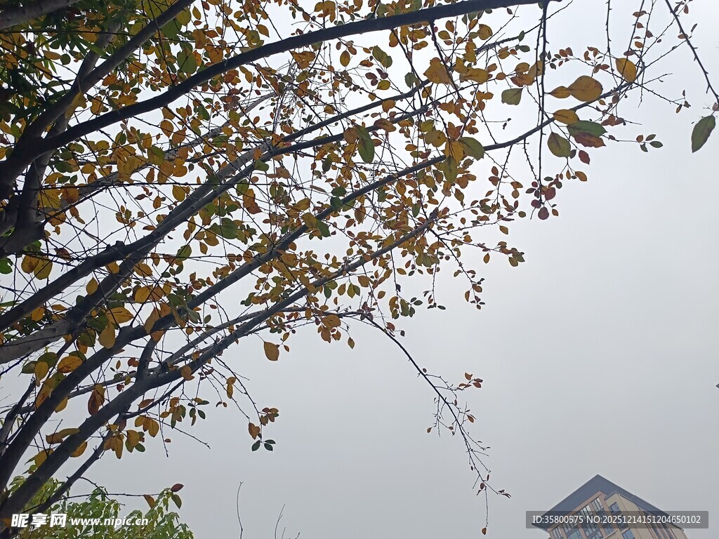 雾中枝叶与远处建筑