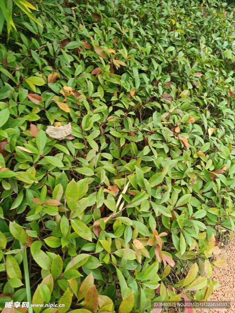 翠绿繁茂的植物景观