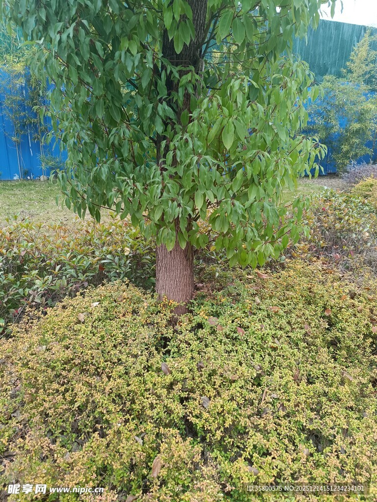 树下繁茂绿植景观