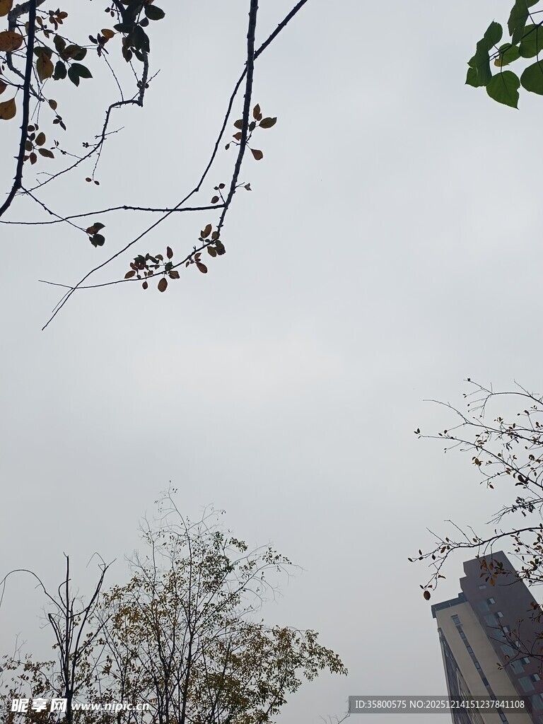 阴天树枝与建筑物景观