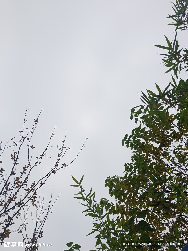 天空下的树木枝叶景观