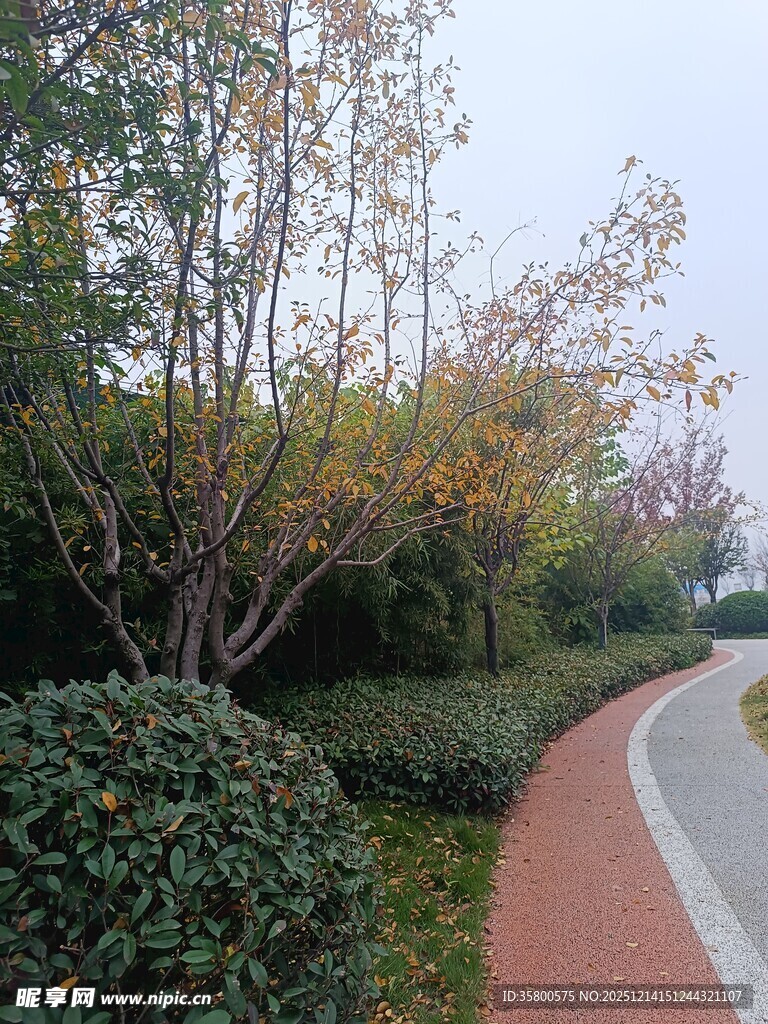 秋日公园蜿蜒小径