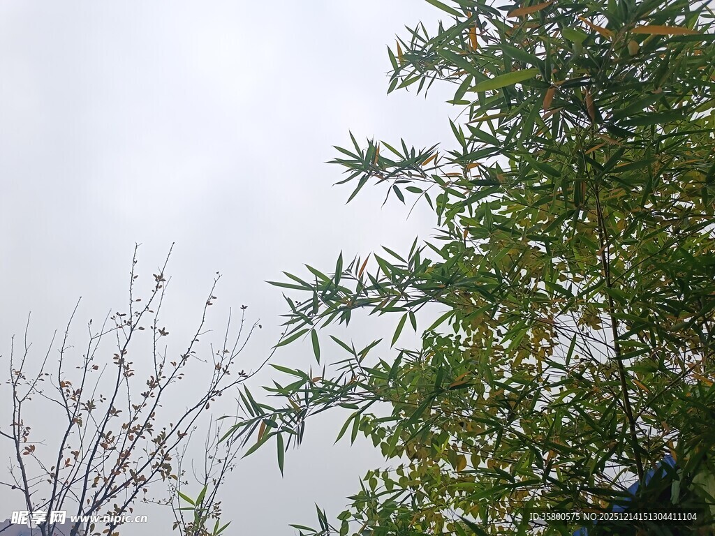 户外绿植与光秃树枝景象
