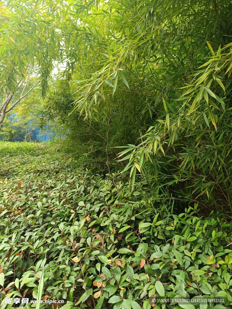 绿意盎然的湿地植物景观