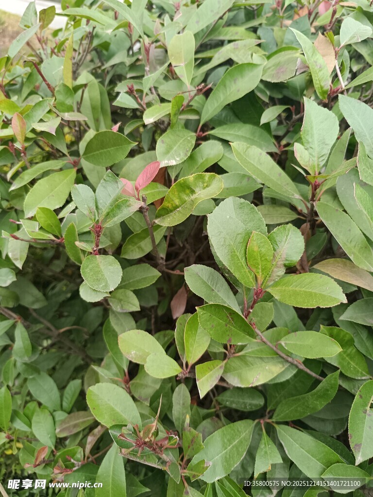 绿叶间的红色植物