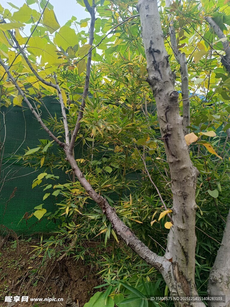 庭院中枝干虬曲的树木