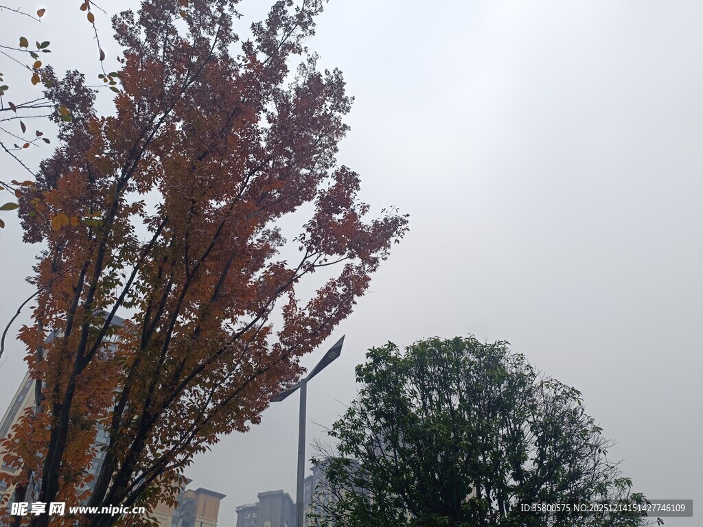 秋日街边树木景致