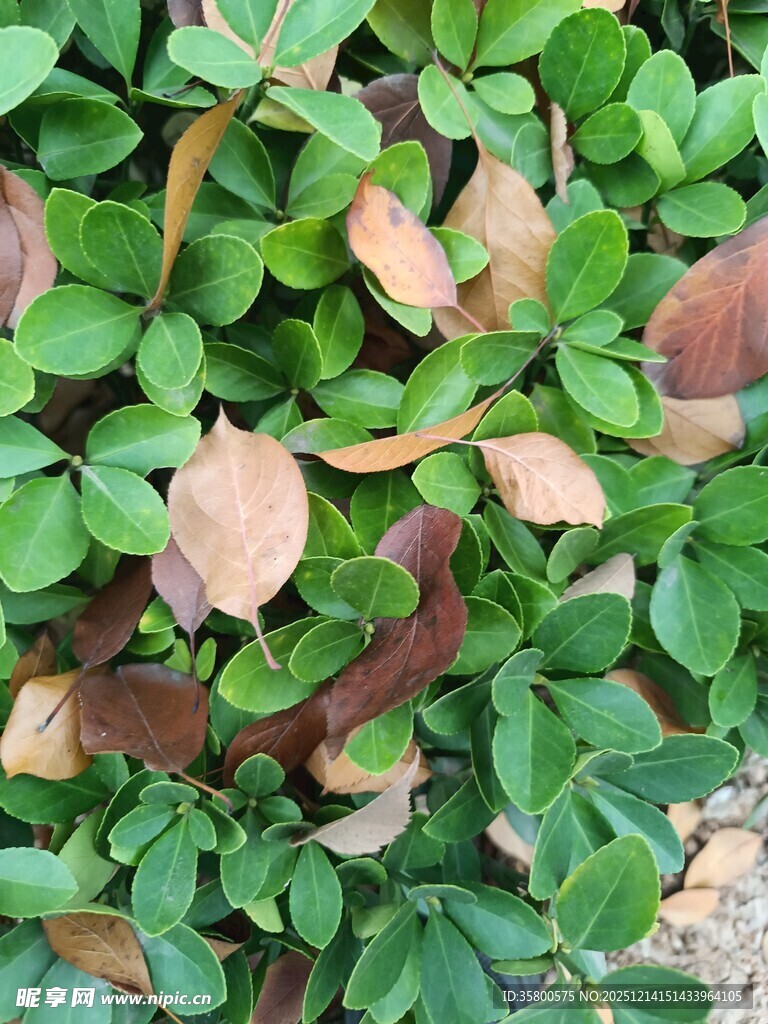 绿叶间的枯黄叶片